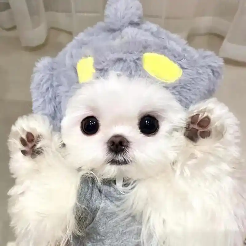 创作灵感 #萌宠头像 #狗狗 # - 抖音