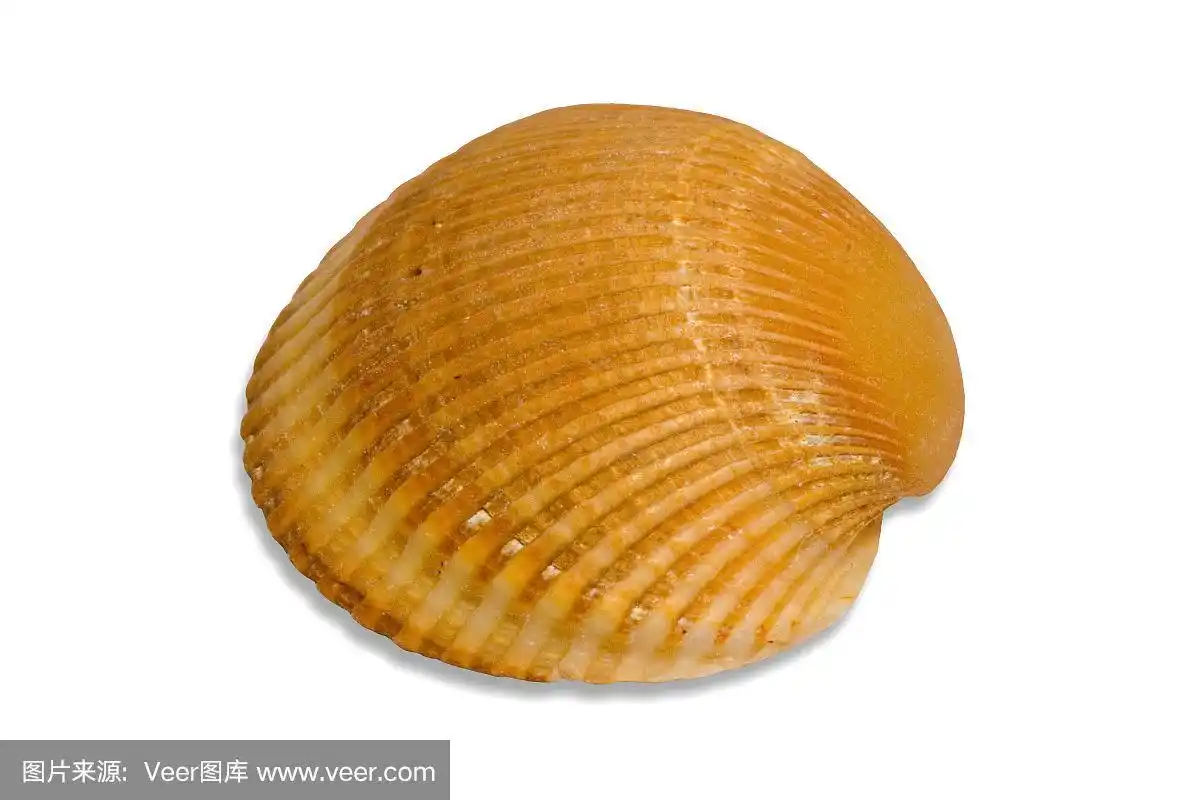 贝壳,小的,水平画幅,橙色,软体动物