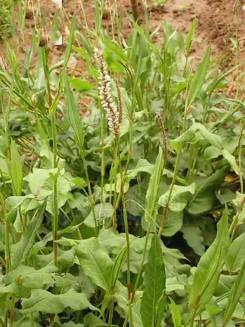 拳参见过吗清热解毒消肿止血用于肺热咳嗽口舌生疮