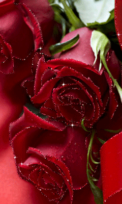 gif# #鲜花# #玫瑰# 灬铃兰灬采集