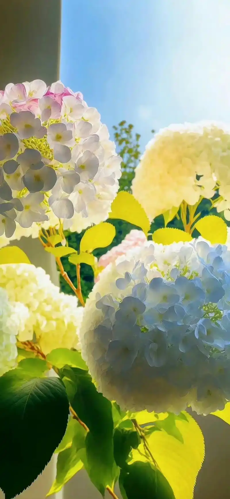 超美绣球花壁纸