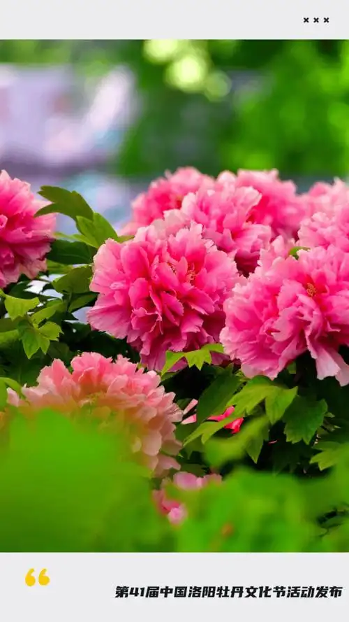 第41届中国洛阳牡丹文化节由河南省人民政府主办,河南省文化和旅游厅