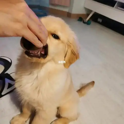 逆子咬笼子把犬牙崩掉了