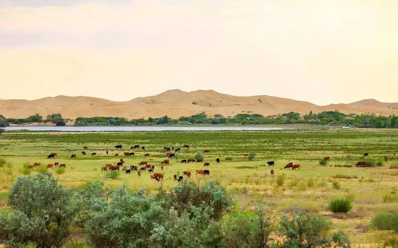 如果塔克拉玛干沙漠变成草原的话,对当地有什么影响?
