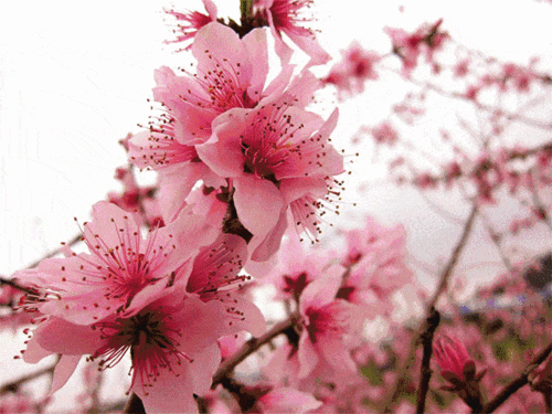 您有一封来自雪堰桃花节的邀请函