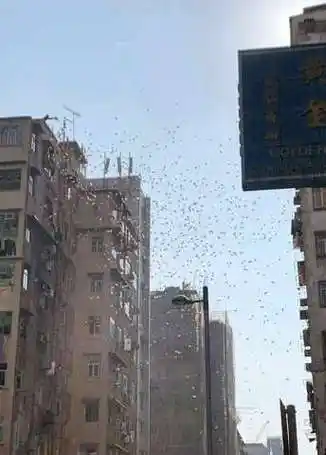 视频|香港神秘客闹市下"钱雨" 上百人堵马路疯抢