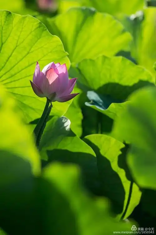 清新脱俗 为"荷"而拍