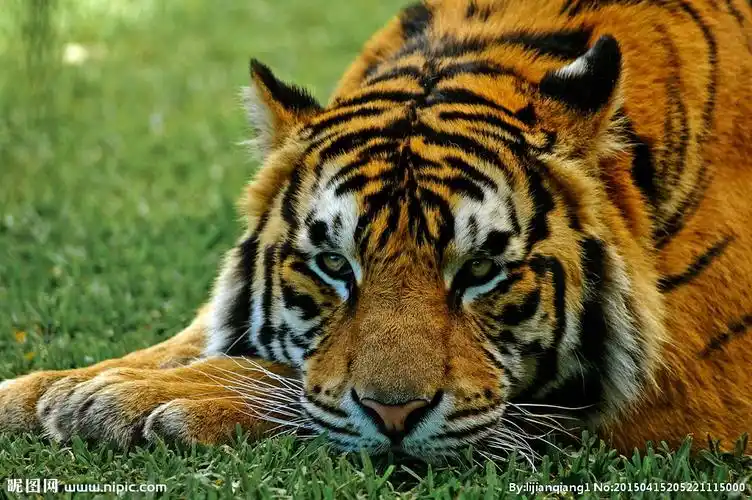 老虎摄影图__野生动物_生物世界_摄影图库_昵图网nipic.com