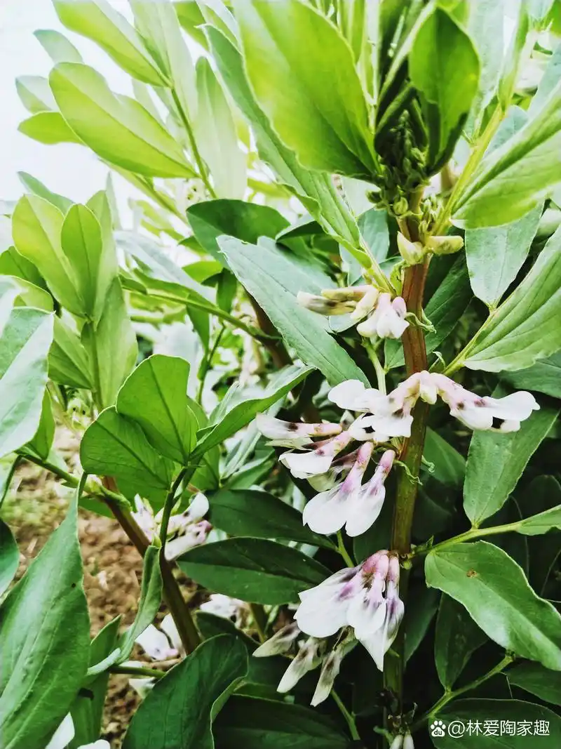 遇见路边的蚕豆花开,真是歇后语说的蚕豆开花黑了心.
