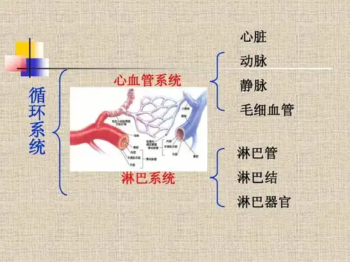 人体十大系统ppt