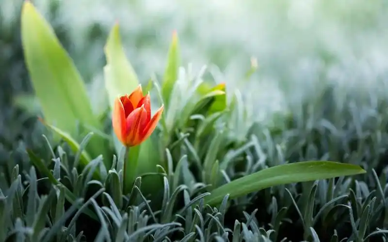 生命的奇迹小清新桌面壁纸