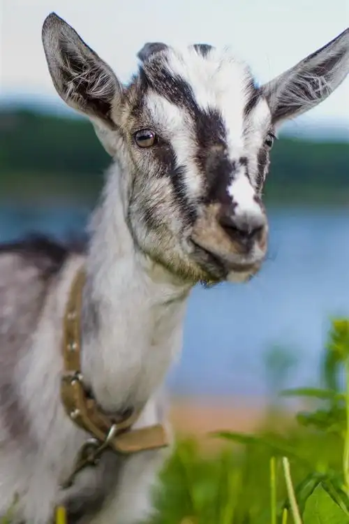 壁纸 山羊,绵羊,脸,朦胧 2560x1600 hd 高清壁纸, 图片, 照片