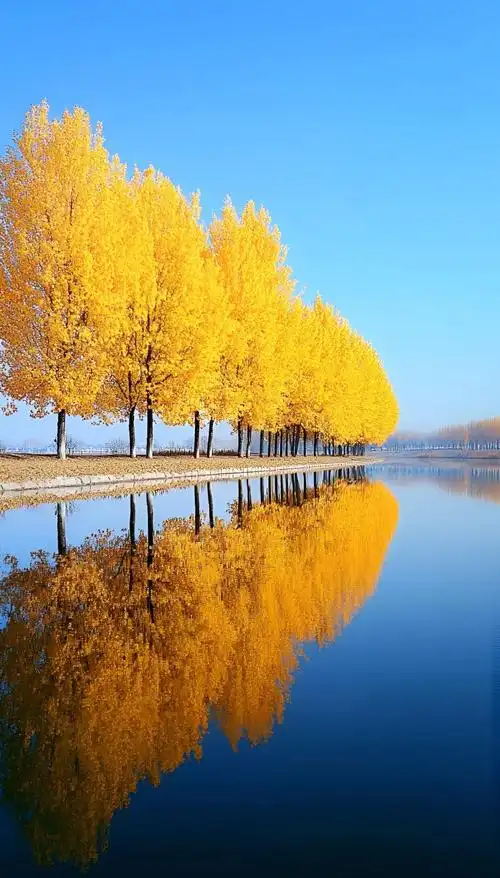 金色秋天手机壁纸,点亮你的每一天 🍂