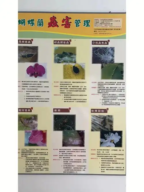 蝴蝶兰各种病毒病害可以自行对比