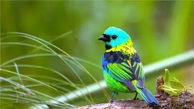 非常漂亮的七彩相思鸟图片