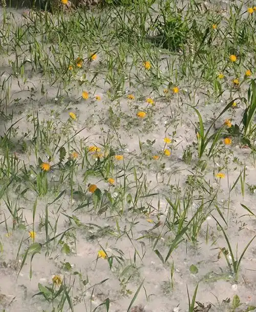 杨柳絮能有多烦人#  漫天纷飞有一种不管人死活的美