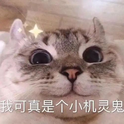 萌宠喵星人我可真是个小机灵鬼机智呆萌可爱gif动图_动态图_表情包