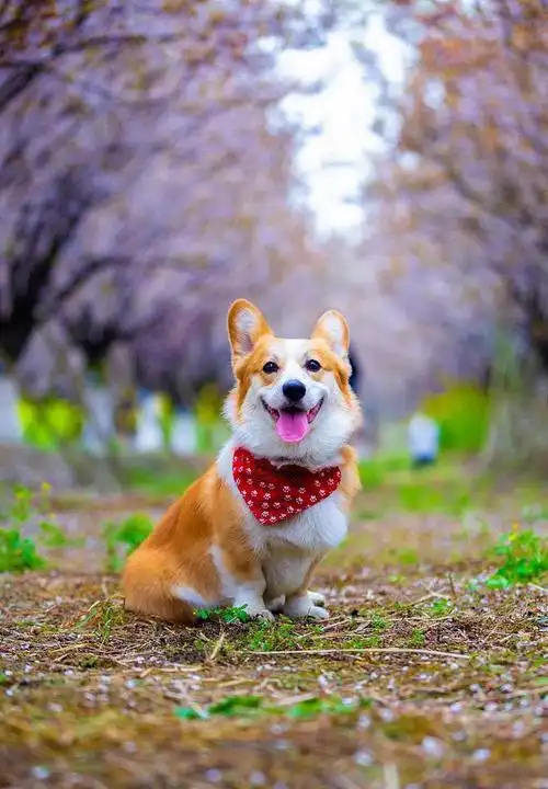 网络五大最受欢迎的狗狗堪称网红犬种个个呆萌乖巧