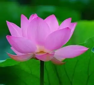 佛弟子微信莲花头像 微信头像图片大全 -【爱个性】