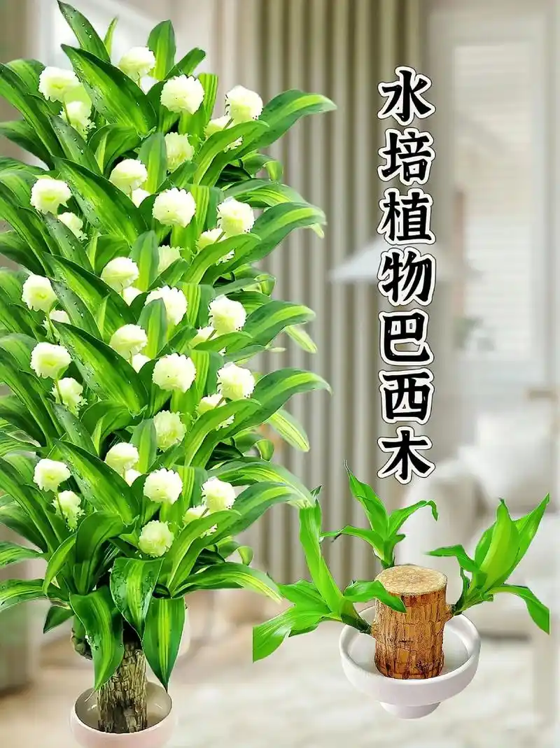 水培植物巴西木 懒人植物