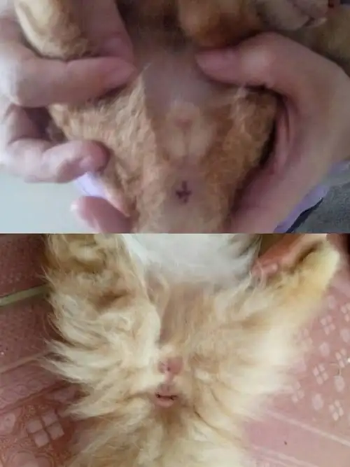 如图,上面是公猫,下面的是母猫!