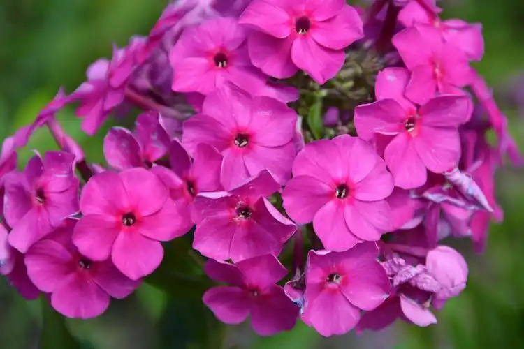 粉色绣球花原创拍摄