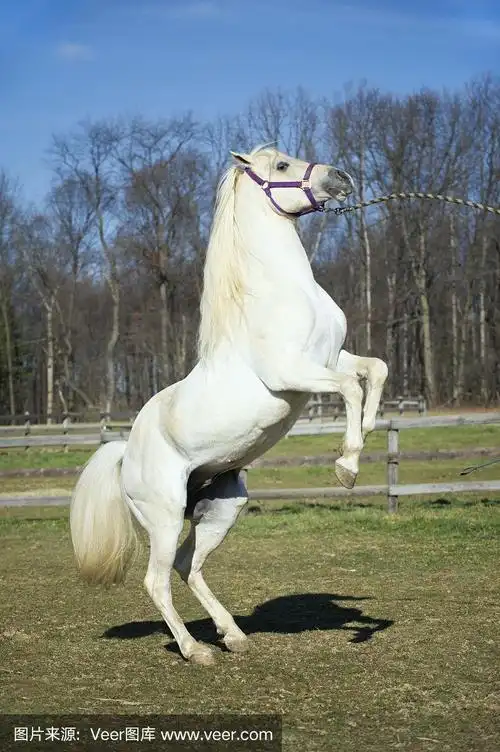 直立的白马,动态的阿拉伯种马