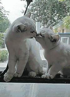 两白猫在单身主人面前亲吻秀恩爱,激烈到咬舌头的到底还要不要脸