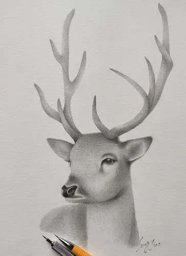 铅笔手绘作品:鹿|插画|商业插画|辣皎 - 原创作品 - 站酷 (zcool)