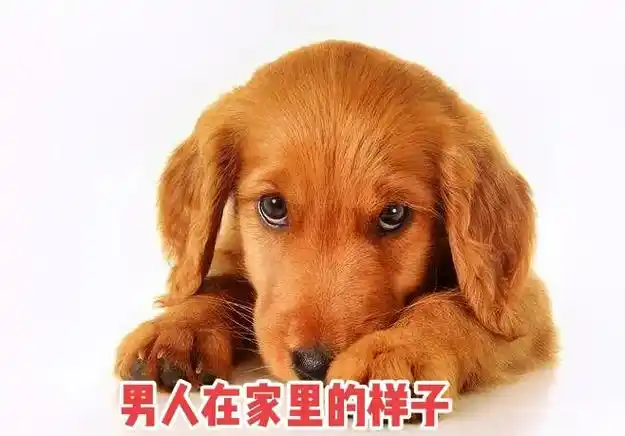 七张图片看男人表情,有没有自家老公的样子?#狗狗图片比喻男人 - 抖音