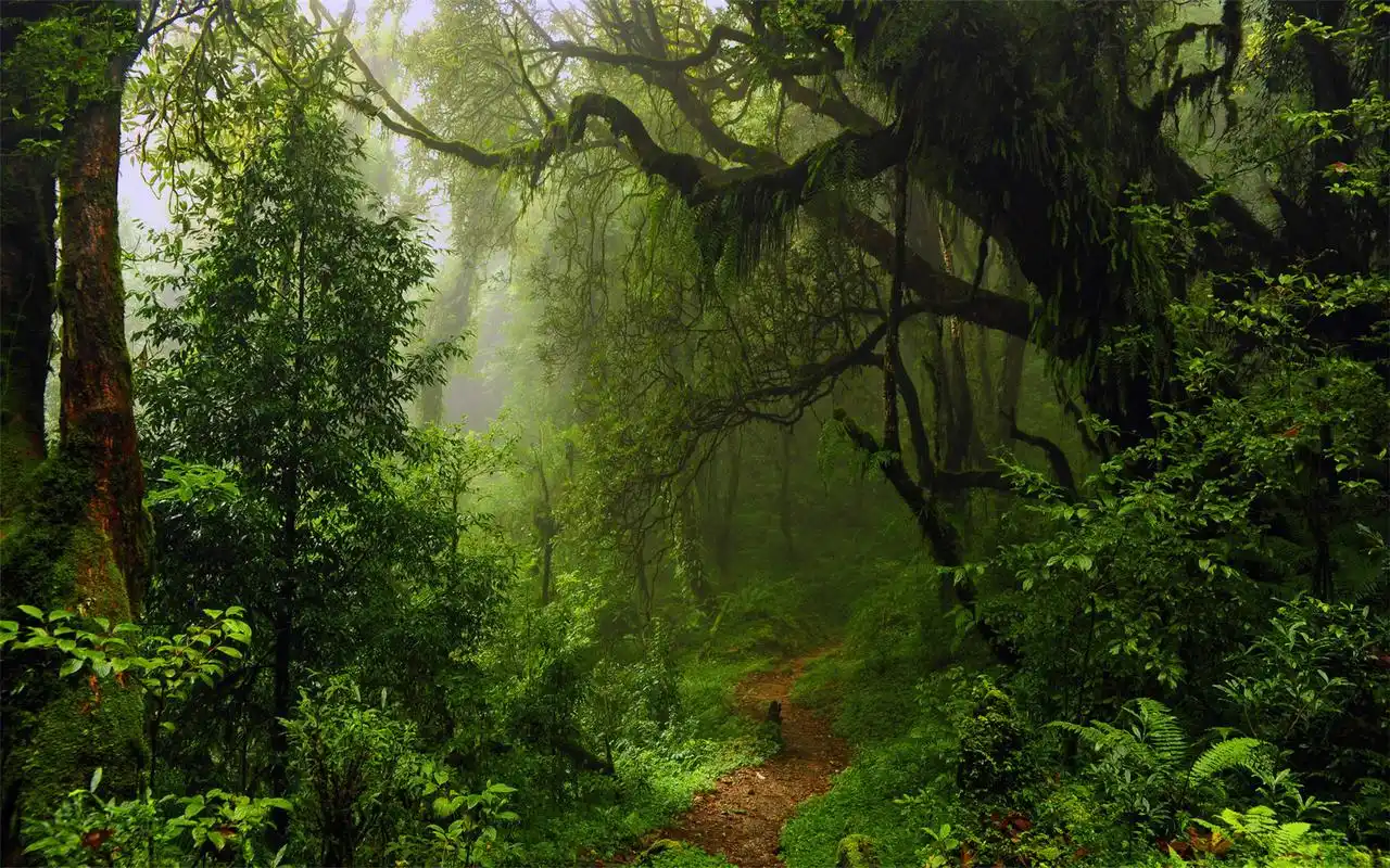 首页 桌面壁纸 风景壁纸 秋季清新森林唯美风景高清电脑壁纸大全(二)