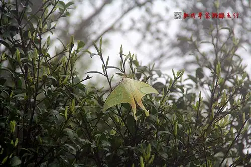 绿尾天蚕蛾吃货也可以美美的