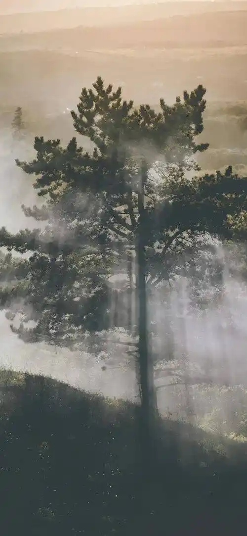 手机壁纸·4k景深全面屏