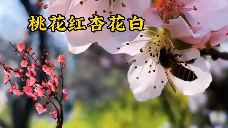 云飞的歌曲《桃花红杏花白》经典老歌百听不厌