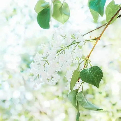 唯美小清新日系风摄影图片ipad背景2048*2048壁纸高清大图预览1920x