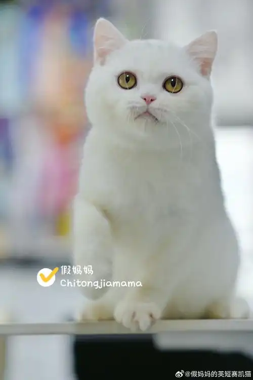 英短##纯白英短##英短猫舍##北京上海深圳广州英短猫舍##纯白
