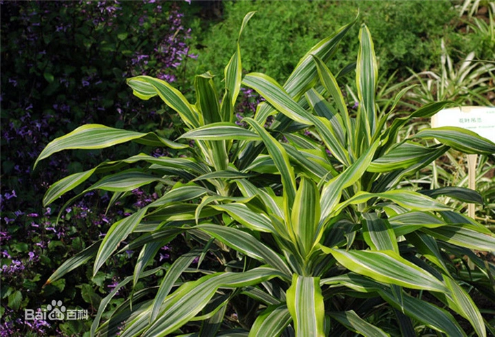 海南鲜切叶批发-海南花卉基地15595759557