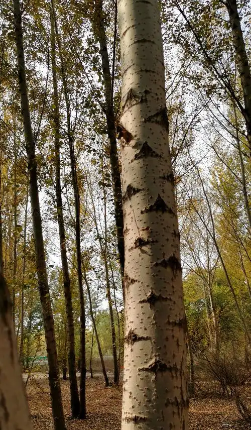 科尔沁草原白杨树,【原创】