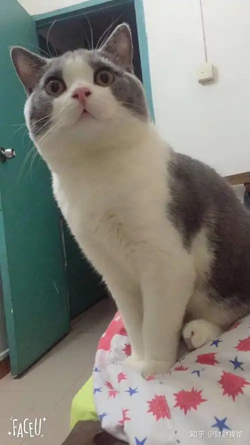 三个月十三天的英短蓝白,体重5.6斤,这体重算正常的吗?