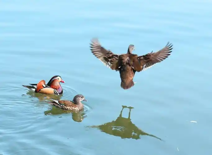 鸳鸯双栖蝶双飞,满园春色惹人醉
