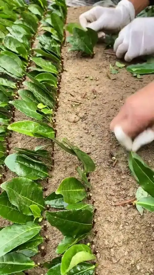 茶苗扦插