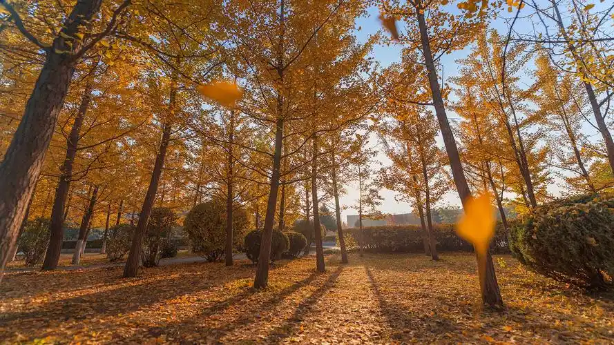 让这个秋天多点色彩秋叶摄影攻略大放送