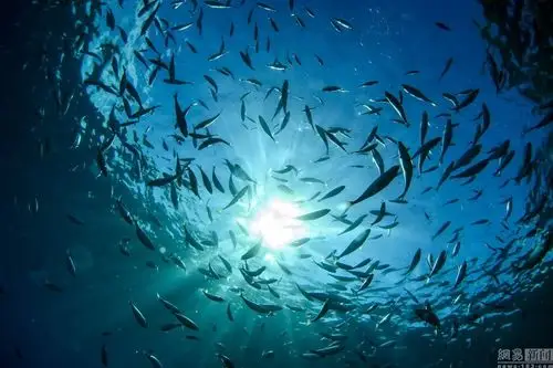 摄影师水下拍摄意大利蓝色港湾