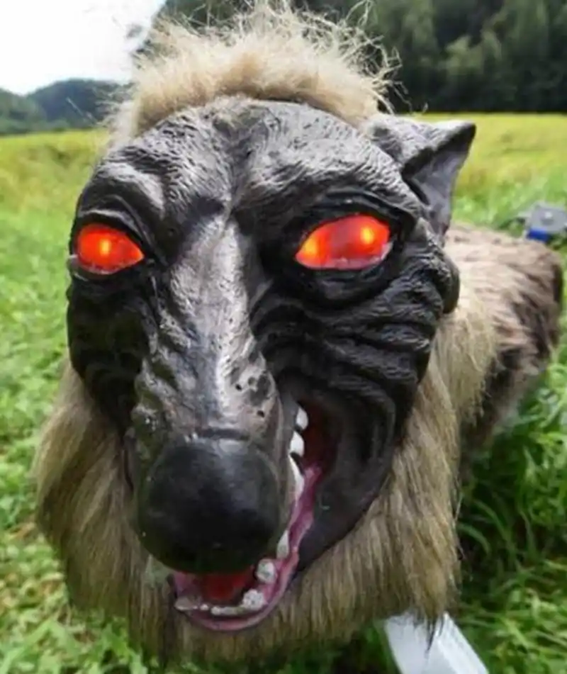 据说日本研发出机器狼守护庄稼,长相狰狞,能轻易吓退各种野兽?