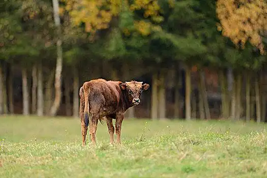 幼兽,站立,地点,巴伐利亚森林国家公园,巴伐利亚,德国