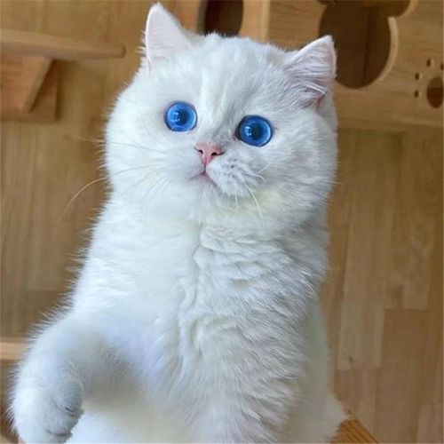 银渐层英国短毛猫纯种