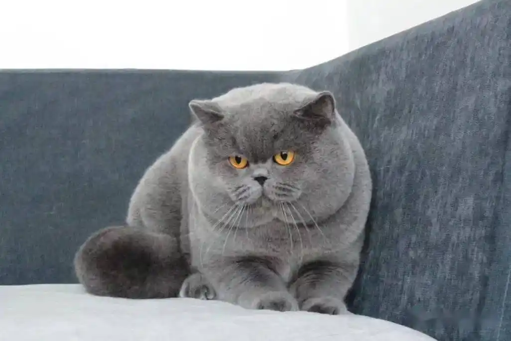 英短丨纯种猫中的典范