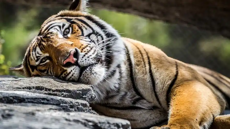 首页 动物与鸟 虎 虎,脸,眼睛,石 壁纸 下载 1920x1080 全高清 虎,脸