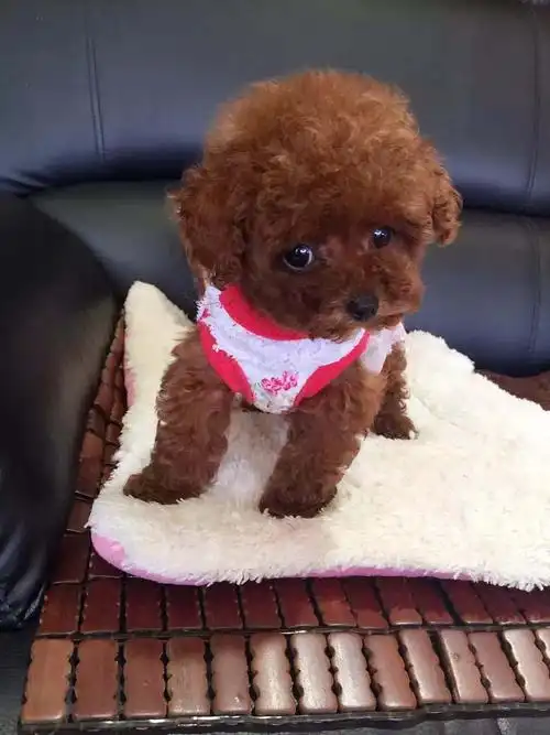 茶杯泰迪犬桌面壁纸