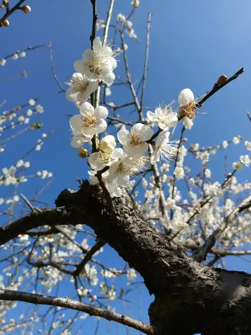 晒着太阳看梅花